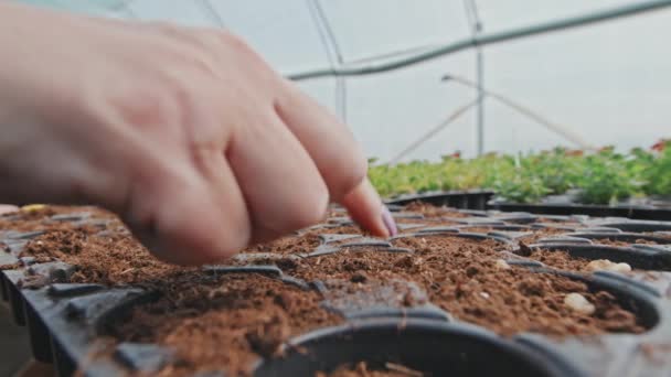 정원사 온실에서 일하는 화분에 씨앗을 — 비디오