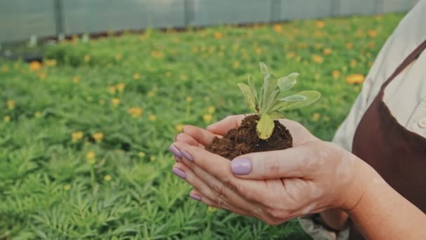 肥沃な土壌で一握りの小さな緑の実生を保持している認識できない女性の庭師の減速とパンニングクローズアップ — ストック動画