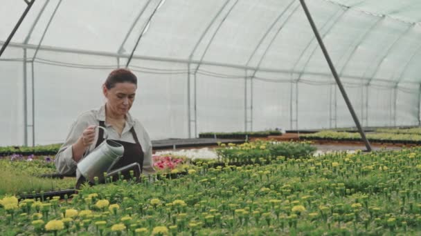 Середній Повільний Постріл Дорослої Кавказької Жінки Яка Піклується Про Рослини — стокове відео