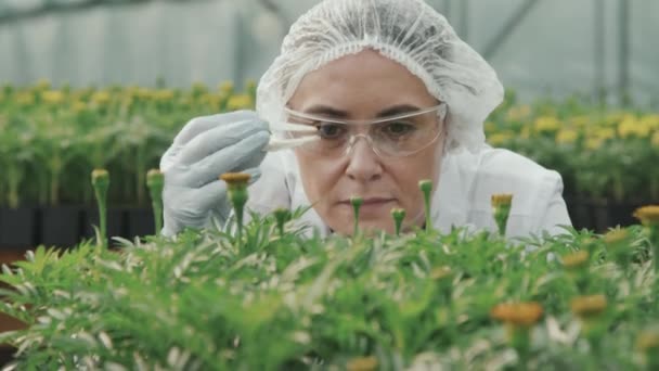 Powolne Zbliżenie Kobiety Naukowca Rolniczego Fartuchu Laboratoryjnym Okularach Ochronnych Pobierających — Wideo stockowe