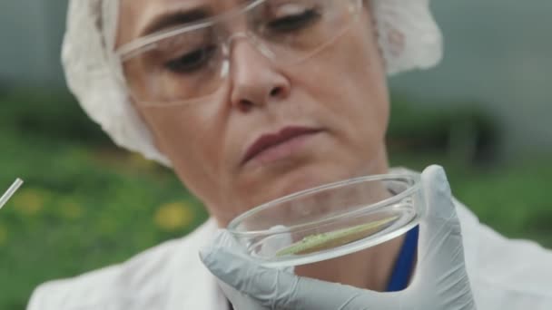 用吸管滴注液体物质在培养皿上进行女科学家的慢镜头特写 植物标本在温室进行农业研究 — 图库视频影像