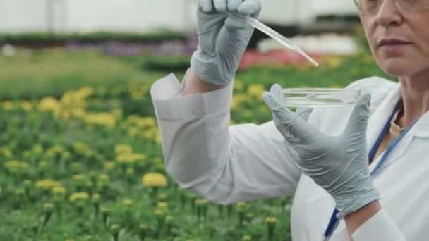 研究室のコートで女性科学者の低速で撮影された作物Panは 温室で栽培された植物サンプルとペトリ皿にピペットで液体物質を落とす農業研究を行っています — ストック動画