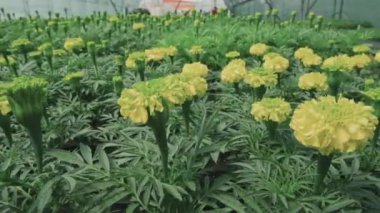 Glasshouse 'da yetişen güzel kadife çiçeklerine hiç kimse bakmaz.