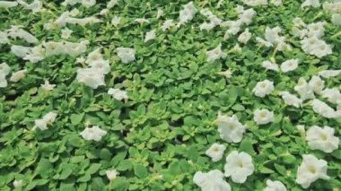 Parlak yeşil yapraklı güzel beyaz petunya çiçeklerinin kavisli görüntüsü.