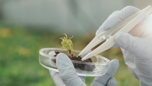Lambat Close Sarung Tangan Insinyur Pertanian Memegang Cawan Petri Dengan — Stok Video
