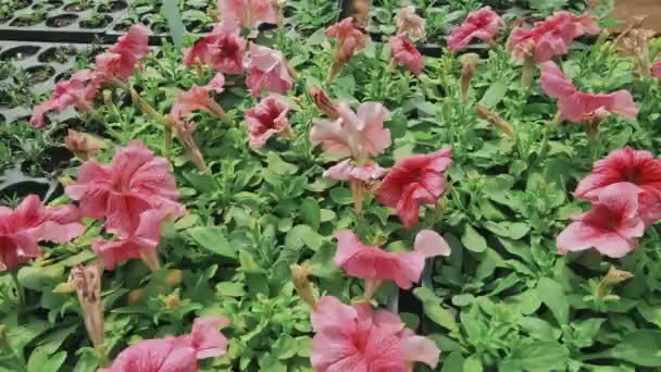 Top View Felvétel Gyönyörű Rózsaszín Petúnia Virágok Növekvő Belül Üvegház — Stock videók