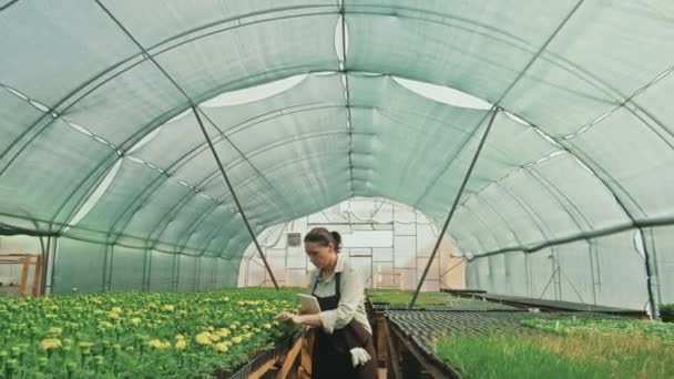 Śledzenie Średniego Ujęcia Agronomii Żeńskiej Przy Użyciu Tabletu Cyfrowego Podczas — Wideo stockowe