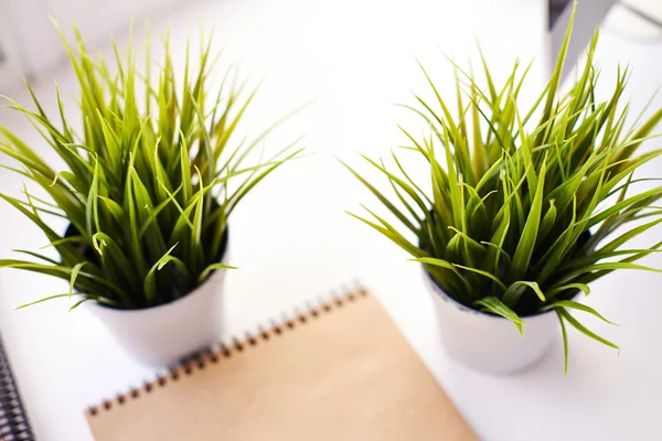Two plants — Stock Photo, Image
