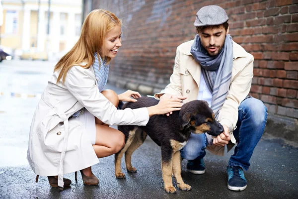 Happy young couple feeding dog — Stock Photo, Image