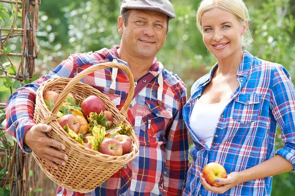 Gärtner mit Äpfeln — Stockfoto