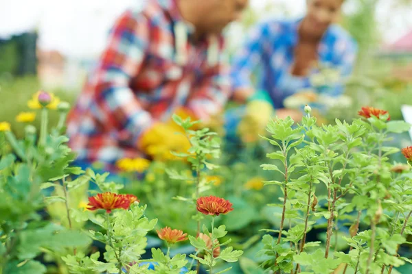 Flores en el jardín — Foto de Stock