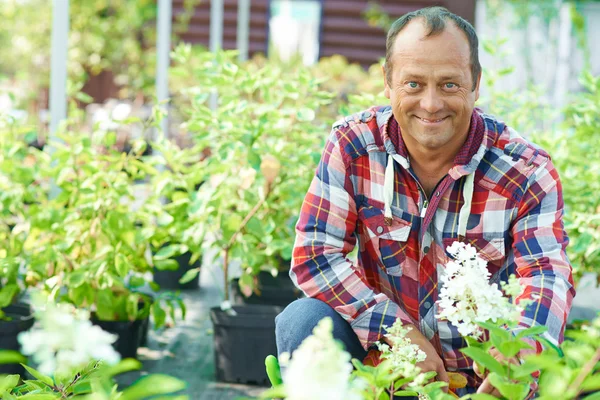 Gardener among green plants — Stock Photo, Image