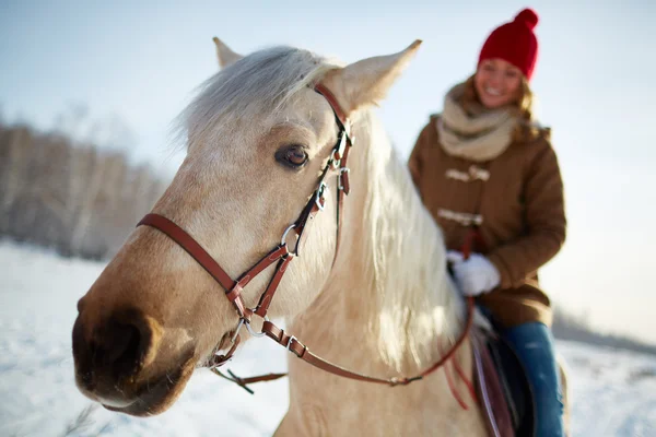 Purebred horse with young woman riding — Stock Photo, Image