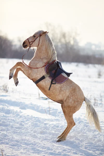 Cavalo selado no inverno — Fotografia de Stock