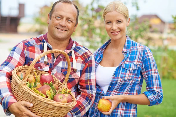 Agricultores com cesta de maçãs frescas — Fotografia de Stock