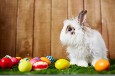 Aster yumurta ve küçük tavşan