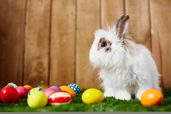 Aster eggs and little rabbit — Stock Photo, Image