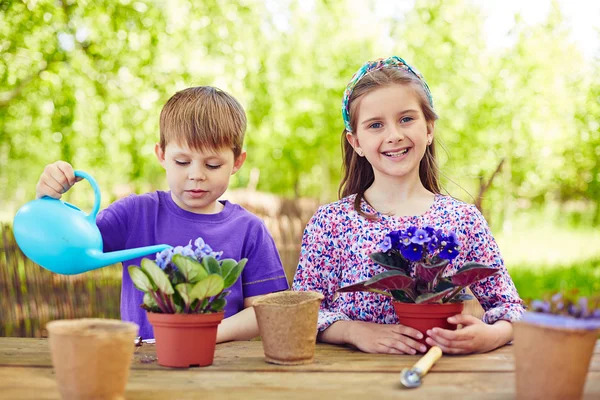 Kinderen verzorgen van viooltjes — Stockfoto