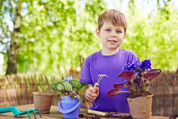 Niño replantando violetas africanas — Foto de Stock