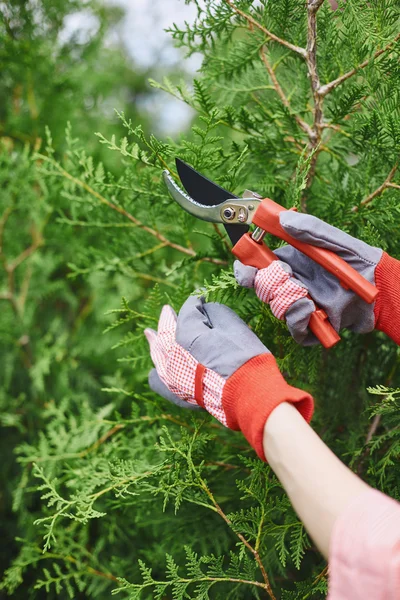 Farmer with scissors cutting branches — Stock Photo, Image