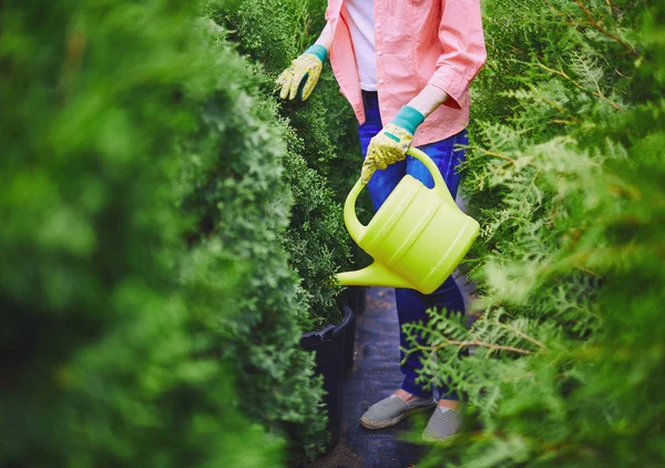 Femme arrosage thuja dans jardin — Photo