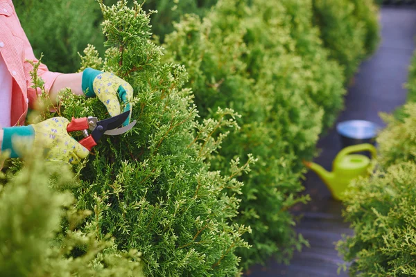 Hands of farmer cutting branches — Stock Photo, Image