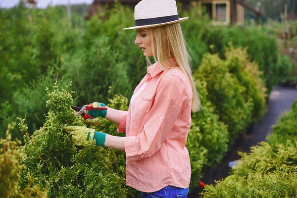 Mulher cortando ramos thuja com tesouras — Fotografia de Stock