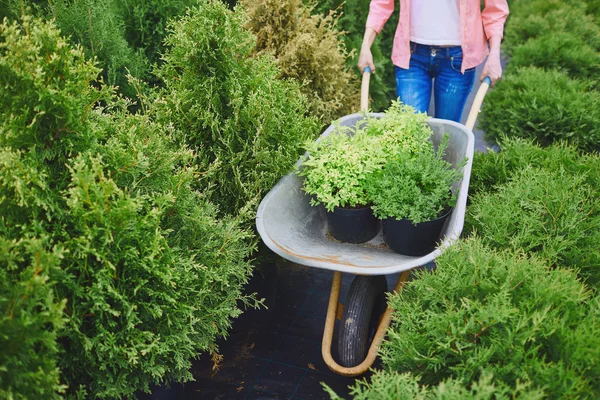 Gardner uitvoering van groene planten in kruiwagen — Stockfoto