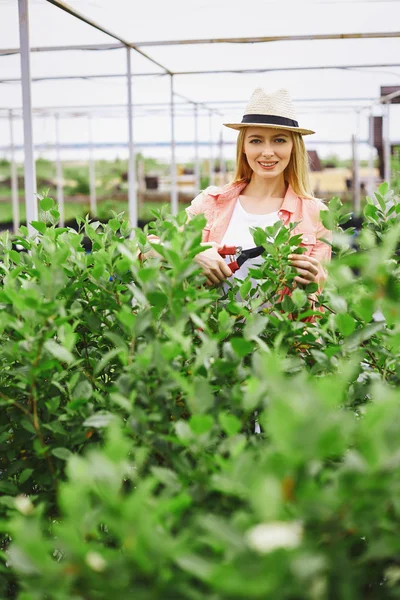 Tuinman snijden bladeren — Stockfoto