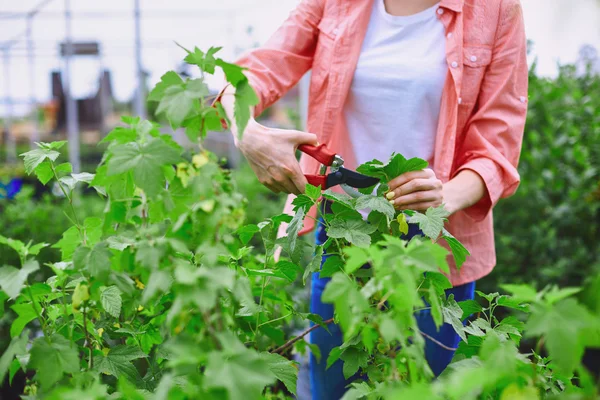 Jardinero cortando hojas de grosella negra — Foto de Stock