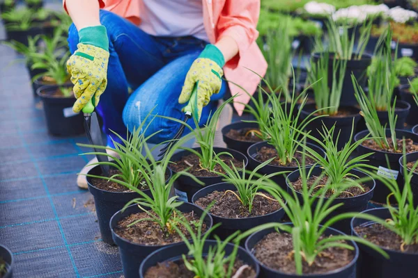 Mujer en guantes replantando plántulas —  Fotos de Stock