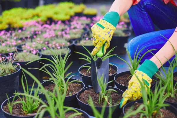 Kvinna i handskar återplantering plantor — Stockfoto