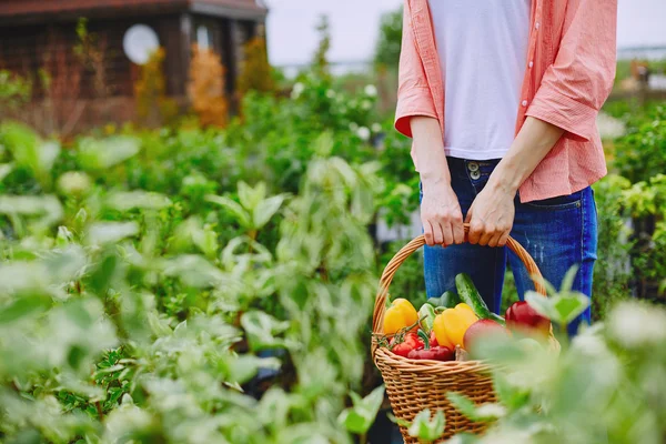 Rolnik gospodarstwa koszyk z warzywami — Zdjęcie stockowe