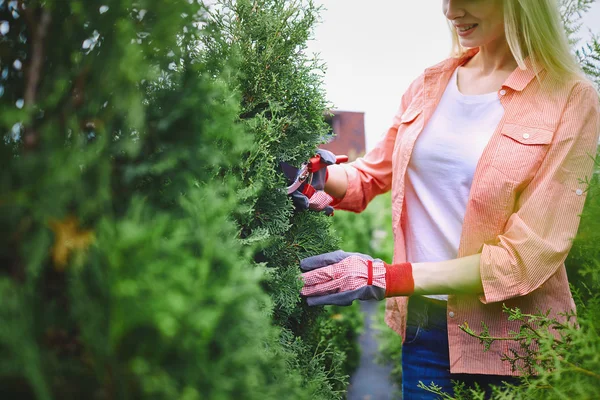 Tuinman snijden thuja takken — Stockfoto