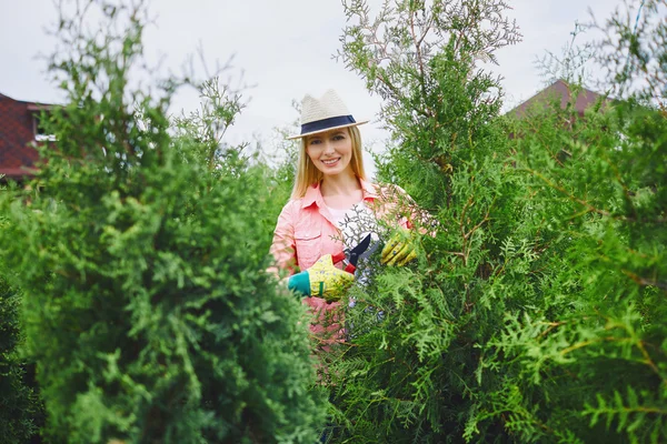 Het verzorgen van thuja tuinman — Stockfoto