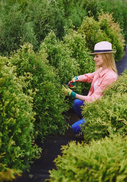 Tuinman verzorgen van thuja struiken — Stockfoto