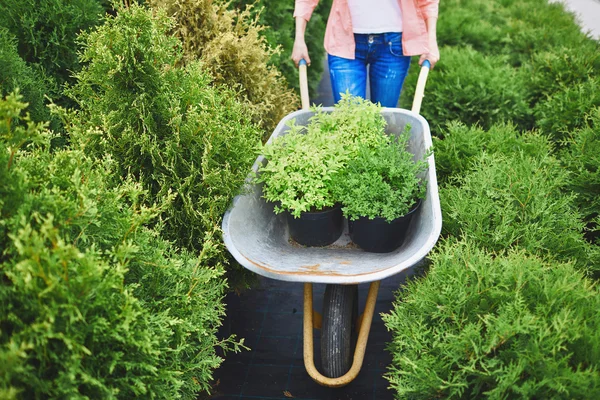 Plantas de carros de mujer en carretilla — Foto de Stock