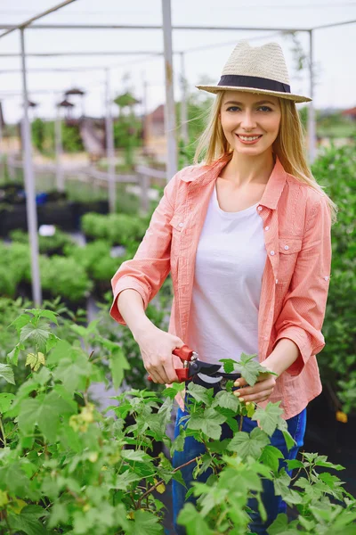 Tuinman snijden groene bladeren — Stockfoto