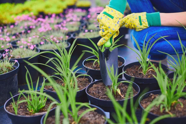 Jardinero replantación de plántulas verdes —  Fotos de Stock