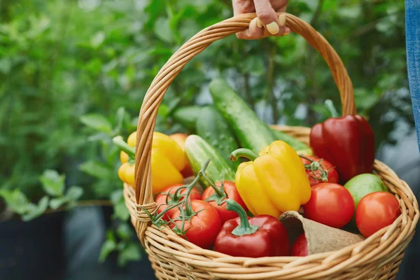 Cesta cheia de tomates, pepinos e pimentas — Fotografia de Stock