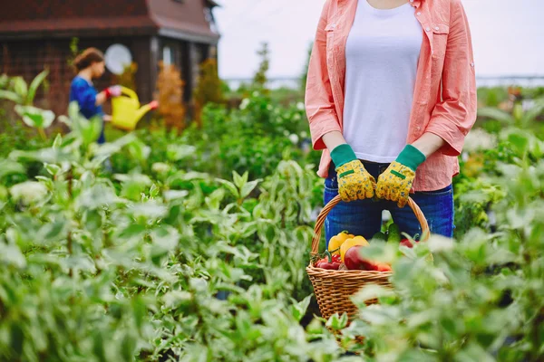 Contadino con grande cesto pieno di verdure — Foto Stock