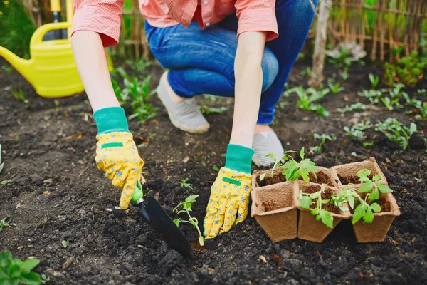 Mulher replantando mudas frescas no solo — Fotografia de Stock