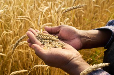 Ellerinde olgun buğday taneleri tutan siyah adam hasat mevsiminde altın buğday tarlasında duruyor. Elleri kapalı ve olgunlaşmış buğday kulakları toplanmaya hazır.