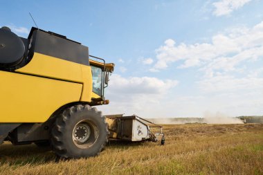 Büyük sarı, hasat mevsiminde buğday tarlasında faaliyet gösteren hasatçıyı birleştirir, mavi gökyüzünün altında yükselen tozla ekinleri kesip toplar.