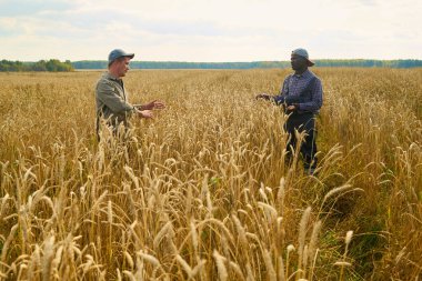 Kafkasyalı genç adam ve siyah orta yaşlı adam buğday tarlasında dikilip ekinleri tartışıyor, ikisi de elleriyle hareket ediyor, etraflarını saran uzun altın buğday, görülebilir kırsal alan