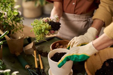 Beyaz, orta yaşlı bir kadın ve siyah, yetişkin bir kadın seramik kabın içine sulu bitki naklediyor. İkisi de bahçe eldivenleri giyiyor. Elleri masanın üzerinde birlikte çalışıyor.