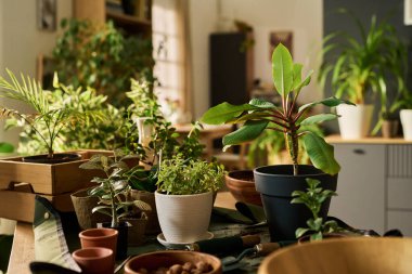 Bahçecilik araçları ve boş tencereler ile masa üzerinde sıralanmış çeşitli saksı bitkileri görünür, farklı tipte yeşil yapraklar ve bitki çeşitleri sergilenmektedir