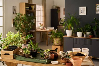 Modern yaşam alanındaki ahşap masaya yerleştirilmiş çeşitli saksı bitkileri ve bahçe aletlerini, yeşil yaprakları ve bitki bakım malzemelerini aydınlatan güneş ışığını gösteren kapalı bir sahne.