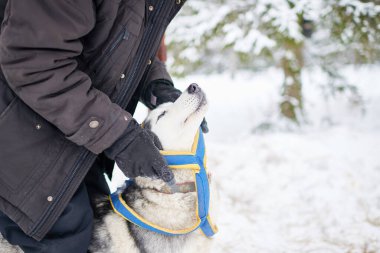 Karlı kış ormanlarında Sibirya Husky 'sini okşayan bir adam, eldiven ve ceket giyen bir adam, yukarı doğru eğilen bir köpek, dikkat çeken bir adam, arka planda karla kaplı ağaçlar.