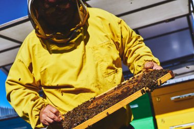 Orta yaşlı beyaz bir adam koruyucu arı koruyucu elbisesi giyiyor. Arılarla kaplanmış çerçeveyi inceliyor. Arı kovanını incelerken çerçeveyi dikkatlice tutuyor.